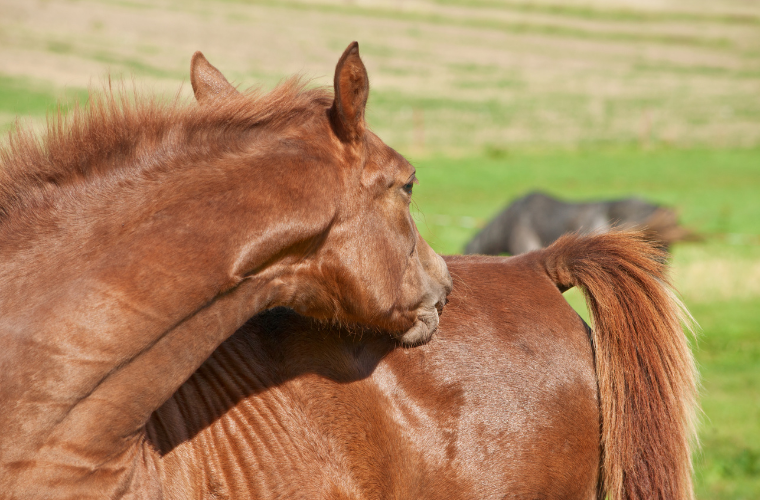 irritation cheval mue